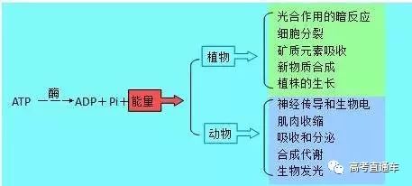 热稳定剂与碱性染料染色的原理是什么